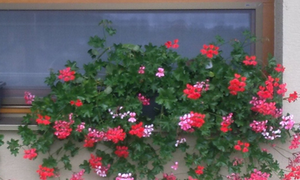 pevné sítě do oken